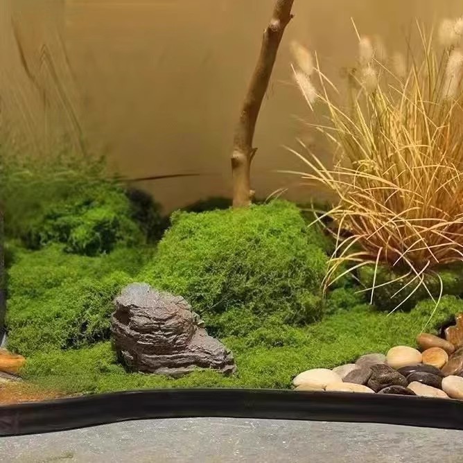 200g Eternal Life Moss DIY Cra - Terrarium Moss Art recensione e prezzo