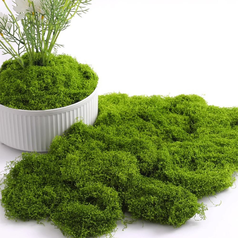 20/40/100g Eternal Life Moss D - Terrarium Moss Art recensione e prezzo