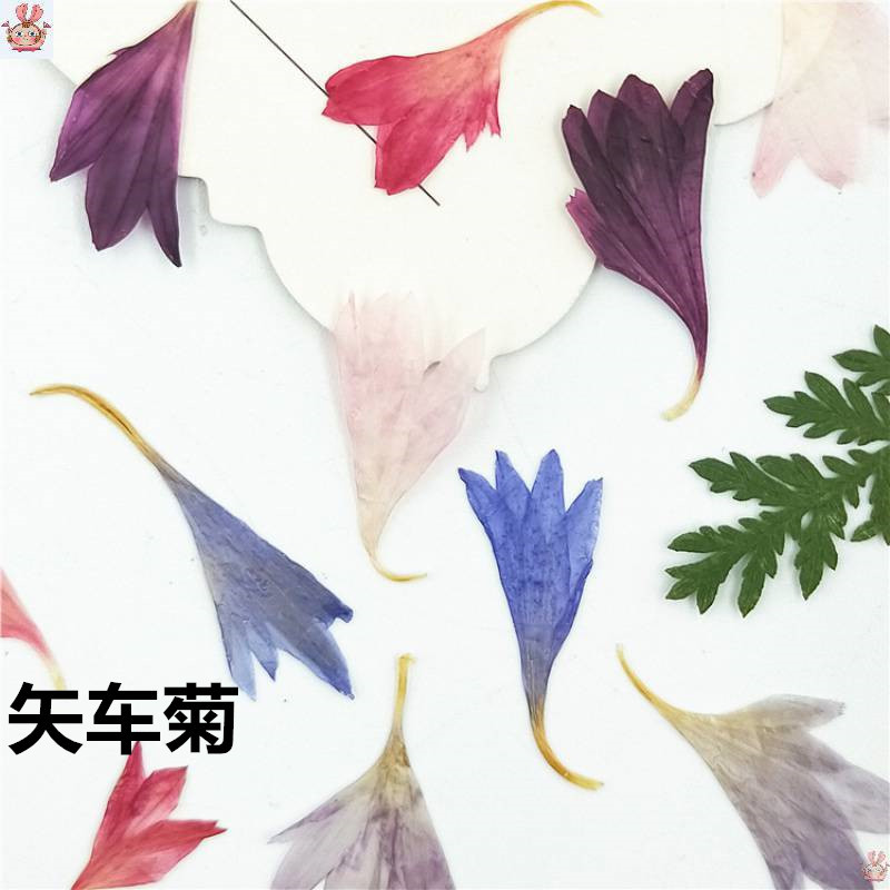 20 Plant Specimens, Cornflower - Resin Jewelry Kit recensione e prezzo