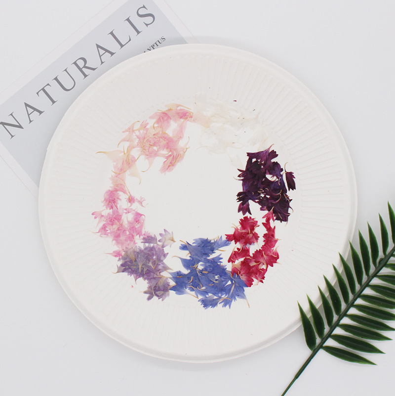 20 Plant Specimens, Cornflower - Resin Jewelry Kit recensione e prezzo